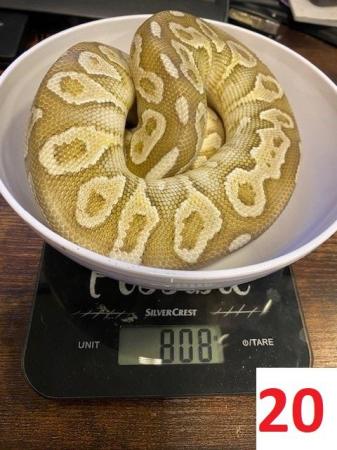 Image 10 of Various Royal Pythons - open to offers