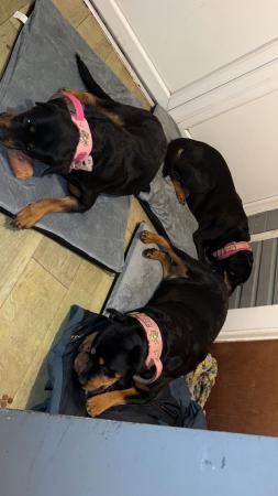 Image 6 of Beautiful Rottweiler puppy for sale
