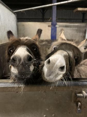 Image 2 of 2 donkey jennies - must go together