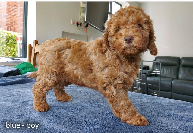 Preview of the first image of Miniature fox red Cockapoo boy - 11 weeks, needs a 5* home.