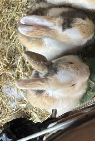 Image 5 of 10 week old baby rabbits for sale