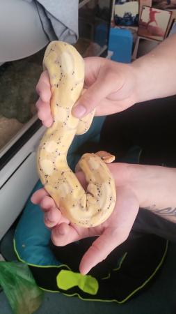 Image 5 of 3 year old male banana ball python with set up