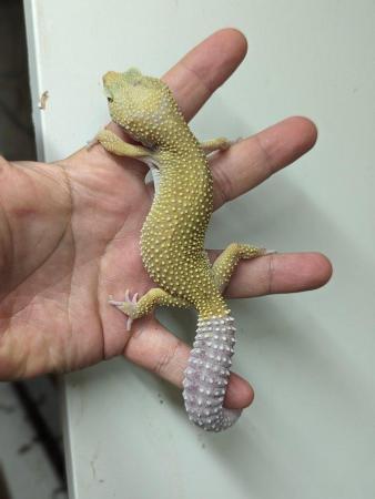 Image 2 of Some stunning leopard geckos males and females
