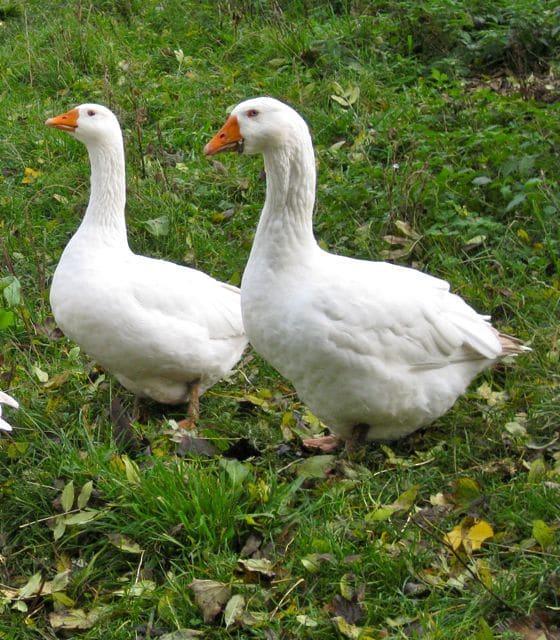 Preview of the first image of Geese For Sale - Freshening up Breeding Flock.