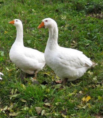 Image 1 of Geese For Sale - Freshening up Breeding Flock