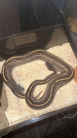 Image 4 of CB22 Female Royal python…………….