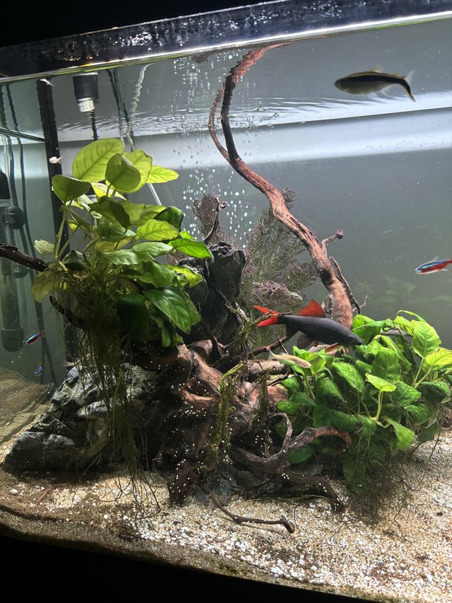 Preview of the first image of Fluval fish tank with everything in photos.