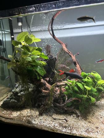 Image 1 of Fluval fish tank with everything in photos