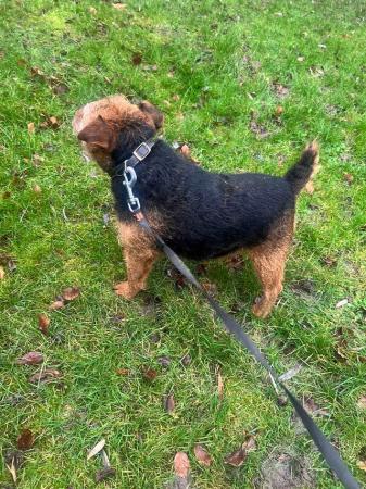 Image 4 of Black and Tan Lakeland terrier bitch for sale