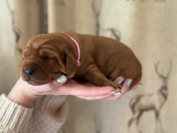 Image 11 of Chunky Dark Fox Red puppies for sale