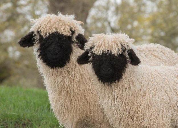 Image 5 of FLOCK REDUCTION Valais females available various ages