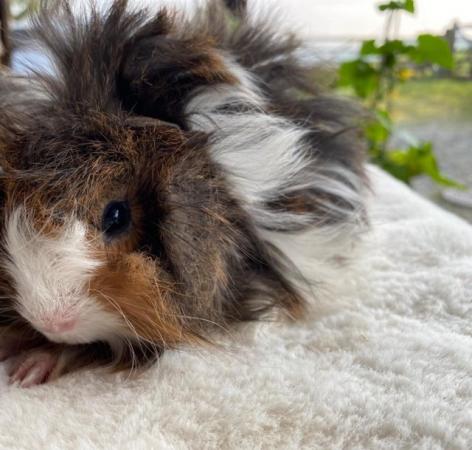 Image 26 of Beautiful long haired very friendly  baby boy guinea pigs