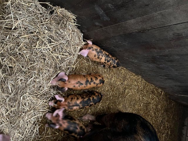 Preview of the first image of Oxford Sandy Black Pigs Piglets Weaners.