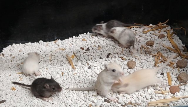 Image 7 of Baby Gerbil's , Males and Females