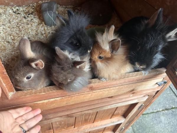 Image 8 of Netherland dwarf baby bunnies