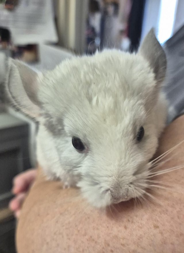 Male chinchillas available — photo 3 of 4