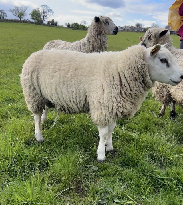 Preview of the first image of Pure texel shearling tup.