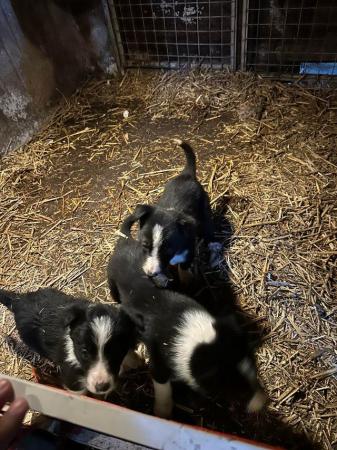 Image 2 of Border collie pups for sale please contact