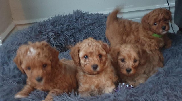 Image 11 of F1BB Cavapoo pups Red Apricot ready this weekend