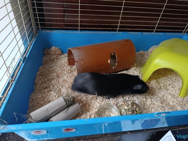 Image 4 of Guinea pigs male and female