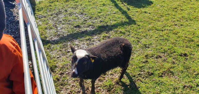 Image 1 of 2 x Ewe Lambs Balwen 2023 born on a rare breeds farm park