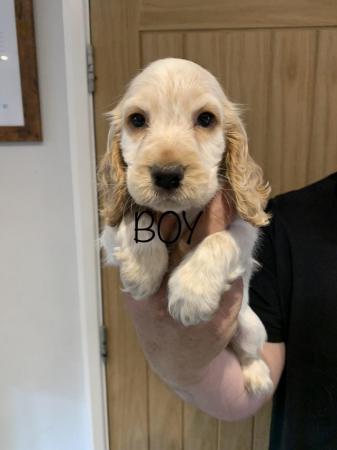 Image 10 of Gorgeous show type cocker spaniels