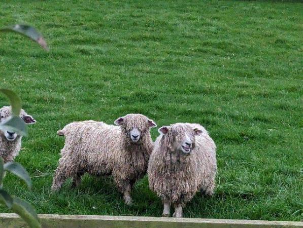 Image 1 of Lincolnshire long wool ewes / gimmers sheep