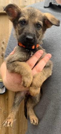 Image 6 of German Shepard puppies looking for there forever homes