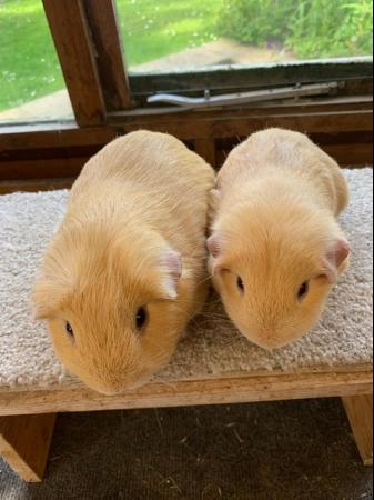 Image 5 of Young Self Buff Guinea Pig Boars