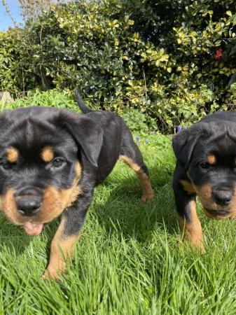 Image 29 of KC registered Rottweiler puppies ready to leave