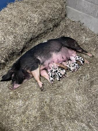 Image 7 of PIG WEANERS FOR SALE (MIX BREED)