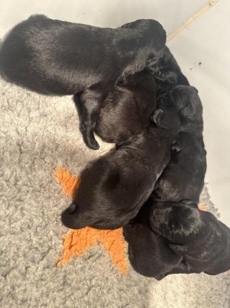 Image 3 of Last two dog pups F1 labradoodle puppy’s available