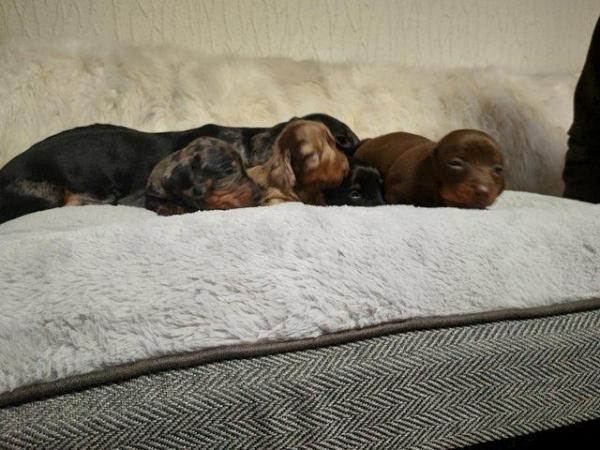 Image 3 of Georgous minature dachshund pups