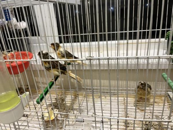 Image 2 of Harlequin canaries for sale