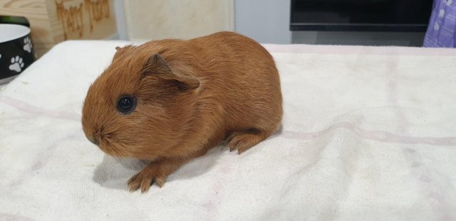 Image 14 of Lovely Bonded Male Guinea Pigs Various Breeds