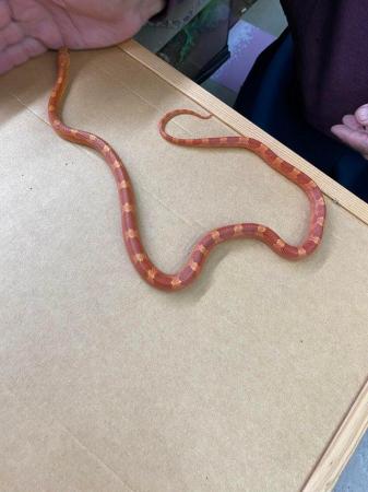 Image 3 of Low white hypo blood pied corn snake £150 Female