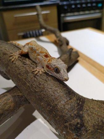 Image 5 of Unsexed CB 2021 Red Reticulated Gargoyle Gecko