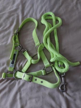 Image 3 of Harry Hall pony size headcollar and lead rope