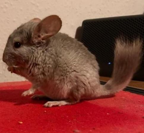 Image 3 of 3 Chinchilla  that are 3 months old