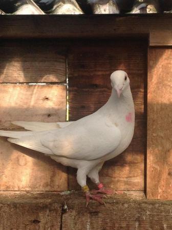 Image 17 of PURE WHITE RACING PIGEON FOR SALE