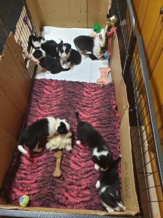 Image 2 of Border Collie Puppies Ready Now