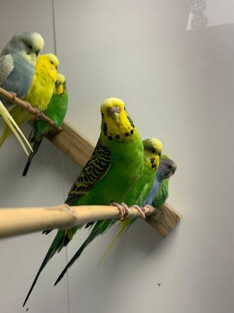 Image 1 of Stunning budgies for sale cock and hens available