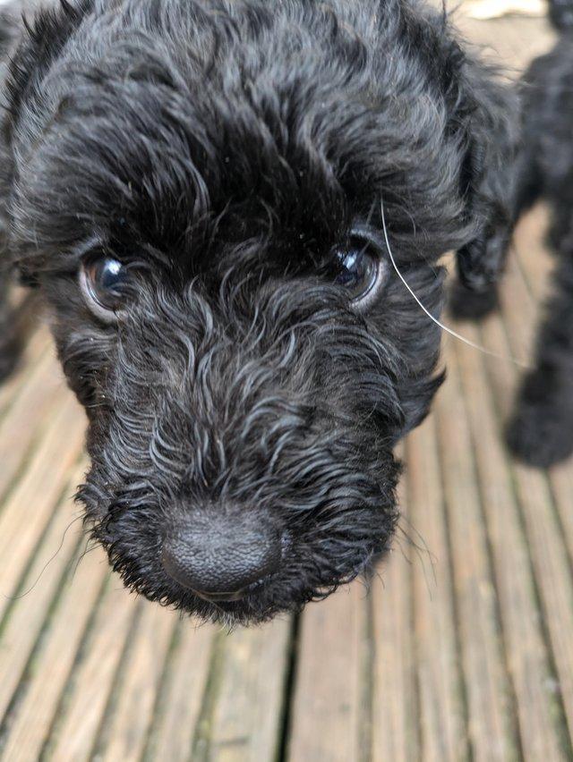 Preview of the first image of Mixed breed puppies for sale poodlexwirefoxterrier.