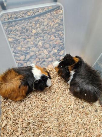 Image 9 of Adorable baby Guineapig's for sale.