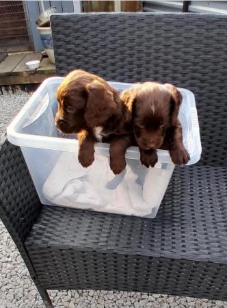 Image 13 of KC Registered Cocker Spaniel Puppies