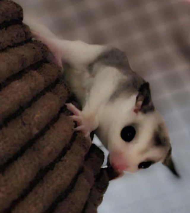 Preview of the first image of Sugar glider  female 9 weeks on 9th June.