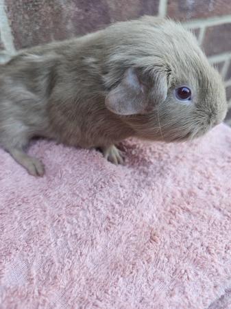 Image 5 of Beautiful baby guinea pig boars