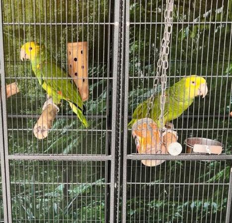 Image 3 of Two yellow, headed Amazon parrots
