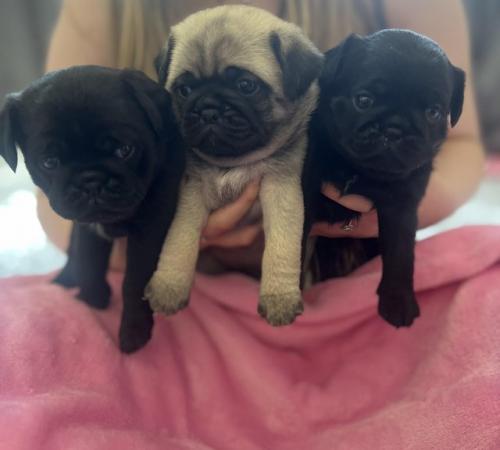 Image 1 of 3 Gorgeous Little Pug Puppies