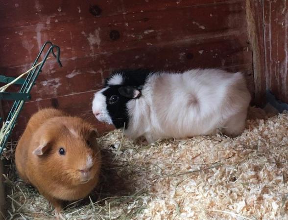 Image 1 of 2 bonded male guinea pigs with double storey hutch